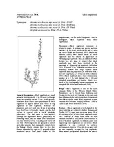 Sagebrush / Artemisia tridentata / Sagebrush steppe / Sage Grouse / Flora of the United States / Medicinal plants / Artemisia