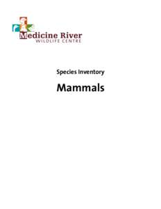 Species Inventory  Mammals American Mink Neovison vison