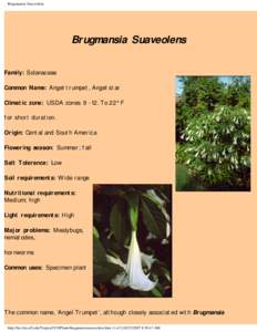 Brugmansia Suaveolens  Brugmansia Suaveolens Family: Solanaceae Common Name: Angel trumpet, Angel star Climatic zone: USDA zonesTo 22° F