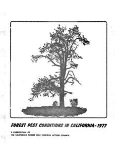 Curculionidae / Woodboring beetles / Ornamental trees / Bark beetle / Mountain pine beetle / Dendroctonus / Pheromone trap / Douglas-fir / Abies concolor / Flora of the United States / Flora of North America / Flora