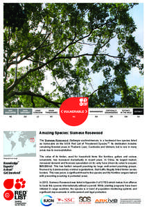 Rosewood / Conservation / IUCN Red List / Dalbergia / Dalbergia cochinchinensis / Environment / Ecology