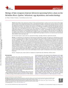 175  ARTICLE Biology of lake sturgeon (Acipenser fulvescens) spawning below a dam on the Richelieu River, Quebec: behaviour, egg deposition, and endocrinology