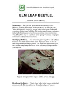 Forest Health Protection, Southern Region  ELM LEAF BEETLE, Pyrrhalta luteola (Mueller) Importance. -- The elm leaf beetle attacks all species of elm. However, in most of its range, the beetle prefers the Siberian elm.