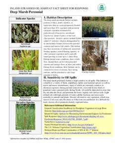 INLAND STRANDED OIL HABITAT FACT SHEET FOR RESPONSE:  Deep Marsh Perennial Indicator Species  Arrowhead