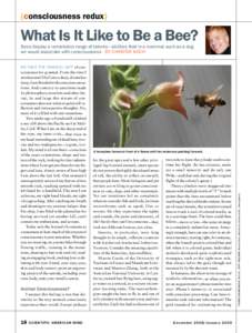 (consciousness redux)  What Is It Like to Be a Bee? Bees display a remarkable range of talents— abilities that in a mammal such as a dog we would associate with consciousness BY CHRISTOF KOCH