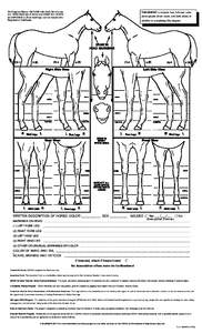 On Diagram Below, OUTLINE with Dark Solid Lines ALL White Markings of Horse and DRAW ALL SCARS and BRANDS so that markings can be traced onto Registration Certificate.  REMEMBER to include four full-view color