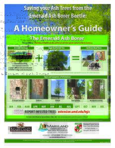 Saving your Ash Trees from the Emerald Ash Borer Beetle: A Homeowner’s Guide The Emerald Ash Borer