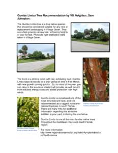 Gumbo Limbo Tree Recommendation by VG Neighbor, Sam Johnston: The Gumbo Limbo tree is a true native species that should be considered suitable for any new or replacement landscaping in Village Green. They are a fast-grow