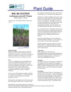 Plant Guide BIG BLUESTEM Andropogon gerardii Vitman Plant Symbol = ANGE Contributed by: USDA NRCS National Plant Data Center