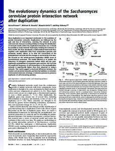 The evolutionary dynamics of the Saccharomyces cerevisiae protein interaction network after duplication Aviva Presser*†, Michael B. Elowitz‡, Manolis Kellis†§, and Roy Kishony*¶储 *School of Engineering and Appl