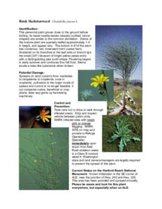 Cichorieae / Garden pests / Biology / Medicinal plants / Botany / Chondrilla juncea / Chondrilla / Noxious weed / Weed / Invasive plant species / Agriculture / Herbs
