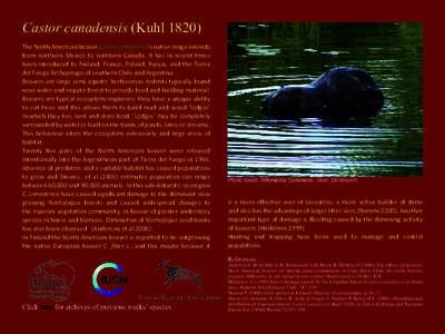 Castor canadensis (Kuhl[removed]The North American beaver Castor canadensis’s native range extends from northern Mexico to northern Canada. It has in recent times been introduced to Finland, France, Poland, Russia, and t