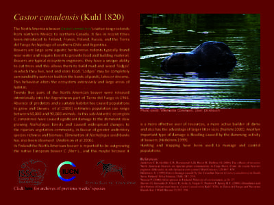 North American Beaver / Beaver / Tierra del Fuego / Fauna of Europe / Beavers / Fur trade