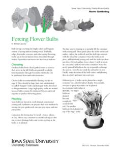 Iowa State University Horticulture Guide Home Gardening Forcing Flower Bulbs by Richard Jauron Bulb forcing can bring the bright colors and fragrant