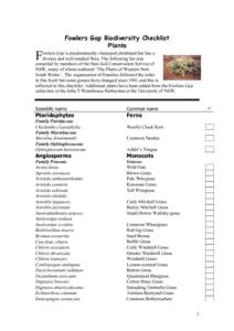 Flora of New South Wales / Atriplex / Maireana / Rhodanthe / Bluebush / Senecio / Eremophila / Eragrostis / Leucochrysum albicans / Eudicots / Flora of Australia / Amaranthaceae