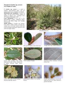 Photosynthesis / Plant anatomy / Plant morphology / Plant physiology / Pomaderris / Flora of New South Wales / Biology / Botany / Leaf