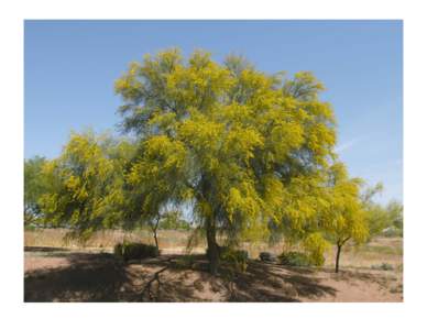 State Tree: Palo Verde SCIENTIFIC NAME: Cercidium floridum  DESCRIPTION: Multi-trunked, fast-growing, deciduous tree reaching heights of 40 feet. Thought to live about 100 years in