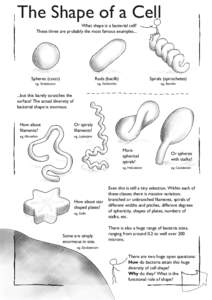 Cytoskeleton / Cell biology / Bacteria / Cell / Caulobacter crescentus / Actin / Bacterial cell structure / Biology / Microbiology / Bacteriology