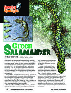 Herpetology / Mole salamanders / Salamander / Green salamander