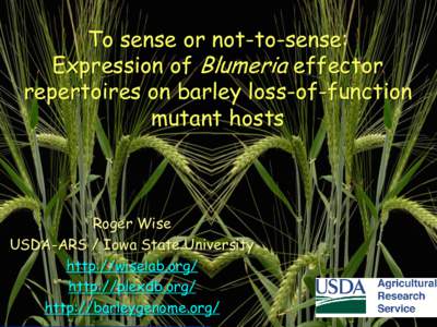 To sense or not-to-sense: Expression of Blumeria effector repertoires on barley loss-of-function mutant hosts  Roger Wise