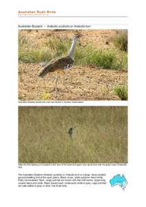 Ardeotis / Kori / Bird / Great Indian Bustard / Black-bellied Bustard / Otididae / Ornithology / Bustard