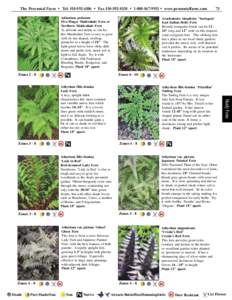 Flora of Japan / Flora of Ohio / Flora of China / Flora of Taiwan / House plants / Fern / Nephrolepis exaltata / Dryopteris ludoviciana / Onoclea sensibilis / Flora of the United States / Flora / Botany