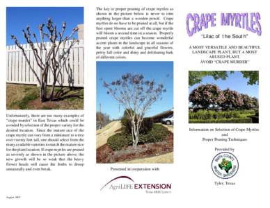 The key to proper pruning of crape myrtles as shown in the picture below is never to trim anything larger than a wooden pencil. Crape myrtles do no have to be pruned at all, but if the first spent blooms are cut off the 