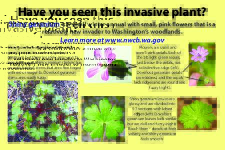 Have you seen this invasive plant?  Shiny geranium is a small winter annual with small, pink flowers that is a relatively new invader to Washington’s woodlands.  Learn more at www.nwcb.wa.gov