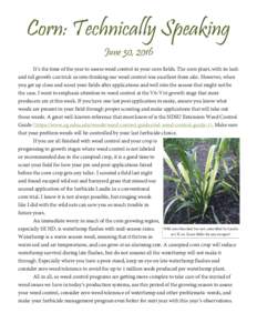 Corn: Technically Speaking June 30, 2016 It’s the time of the year to assess weed control in your corn fields. The corn plant, with its lush and tall growth can trick us into thinking our weed control was excellent fro