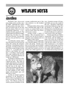 WILDLIFE NOTES Javelina Biologists have discovered many things about javelina since the 1800s. Although early settlers thought javelina were pigs, biologists now believe the two are only