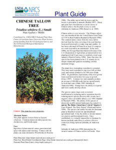 Plant Guide CHINESE TALLOW TREE