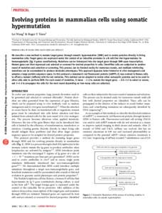 PROTOCOL  Evolving proteins in mammalian cells using somatic hypermutation Lei Wang1 & Roger Y Tsien2 1The Jack H. Skirball Center for Chemical Biology and Proteomics,