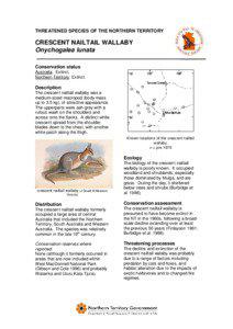 THREATENED SPECIES OF THE NORTHERN TERRITORY  CRESCENT NAILTAIL WALLABY