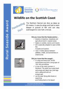Wildlife on the Scottish Coast The Northern Gannet can dive as deep as 22 meters. It uses its wings and feet to swim deeper in pursuit of fish and can stay submerged for over half a minute.