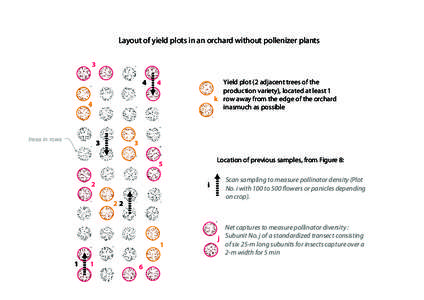 Layout of yield plots in an orchard without pollenizer plants 3 4 Yield plot (2 adjacent trees of the production variety), located at least 1