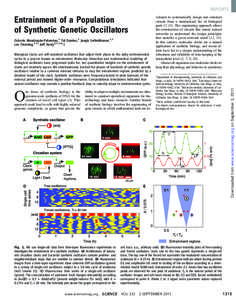 REPORTS  Octavio Mondragón-Palomino,1 Tal Danino,1 Jangir Selimkhanov,1,2 Lev Tsimring,2,3* Jeff Hasty1,2,3,4*† Biological clocks are self-sustained oscillators that adjust their phase to the daily environmental cycle