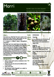Marri  Scientific name: Corymbia calophylla Aboriginal name: Marri (Noongar)  Plant habit