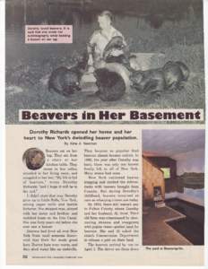 Dorothy loved beavers.lt is said that she wrote her autobiographywhlle holding a beaver on her lap.  Beavcrs In Hcr Bascment
