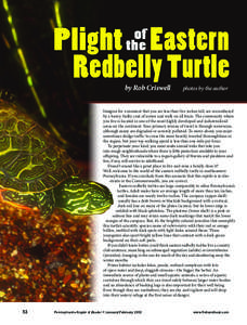 Plight Eastern Redbelly Turtle of the  by Rob Criswell