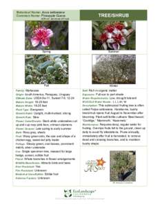 Myrtaceae / Botany / Americas / Hawaiian cuisine / Ziziphus mauritiana / Fruit / Guava / Invasive plant species / Agriculture / Acca sellowiana