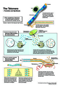 Telomere  The Telomere Cell