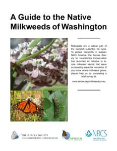 A Guide to the Native Milkweeds of Washington Milkweeds are a critical part of the monarch butterfly’s life cycle. To protect monarchs in western North America, the Xerces Society for Invertebrate Conservation