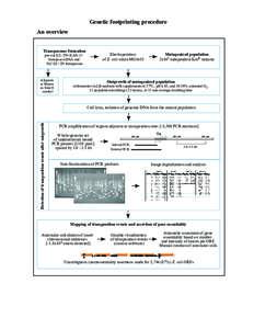 Genetic footprinting procedure An overview Transposome formation Electroporation of E. coli strain MG1655