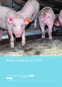 Boars heading for 2018  ‘The success of the ‘Stop castrating’ project is a result of the unique and open coorporation between researchers, government, NGOs and sections of the pork meat production chain. Together 