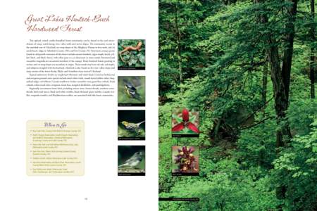 Great Lakes Hemlock-Beech Hardwood Forest This upland, mixed conifer-broadleaf forest community can be found in the cool microclimate of steep, north-facing river valley walls and ravine slopes. The community occurs in t