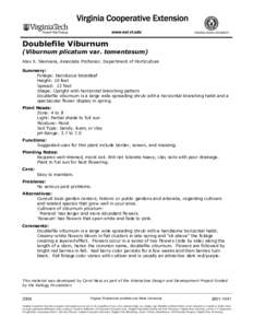Viburnum nudum / Flora of the United States / Viburnum / Viburnum acerifolium