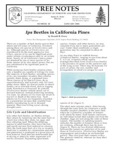 Protostome / Bark beetle / Mountain pine beetle / Zoology / Dendroctonus / Beetle / Bark / European spruce bark beetle / Thanasimus formicarius / Curculionidae / Woodboring beetles / Phyla