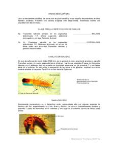 ORDEN MEGALOPTERA Larva primariamente acuática, las larvas son de gran tamaño y en su mayoría depredadores de otros insectos acuáticos. Presenta una cabeza prognata bien desarrollada, mandíbulas fuertes con