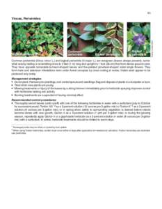 Biology / Apocynaceae / Groundcovers / Soil contamination / Toxicology / Picloram / Glyphosate / Vinca minor / Vine / Herbicides / Chemistry / Botany