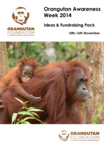 Orangutan Awareness Week 2014 Ideas & Fundraising Pack 10th-16th November  This awareness pack will help you have a fantastic Orangutan